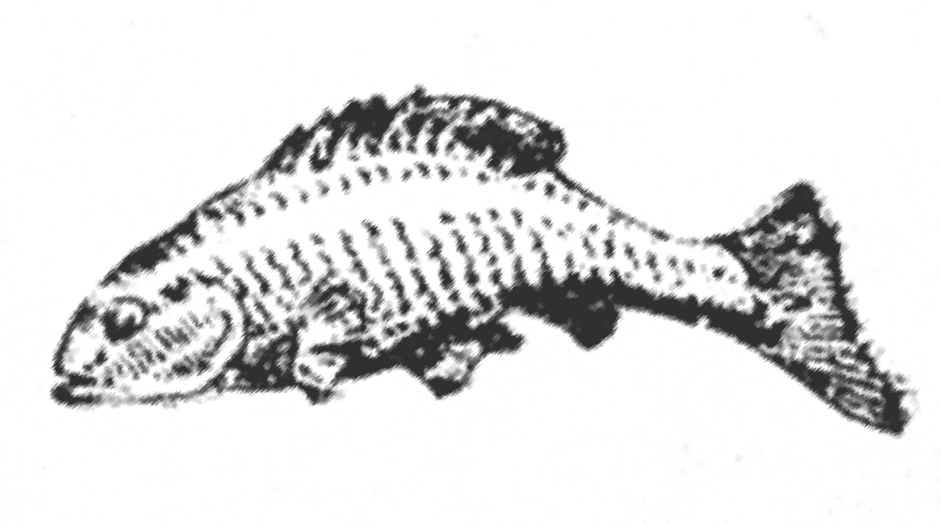Ich bin ein Fisch